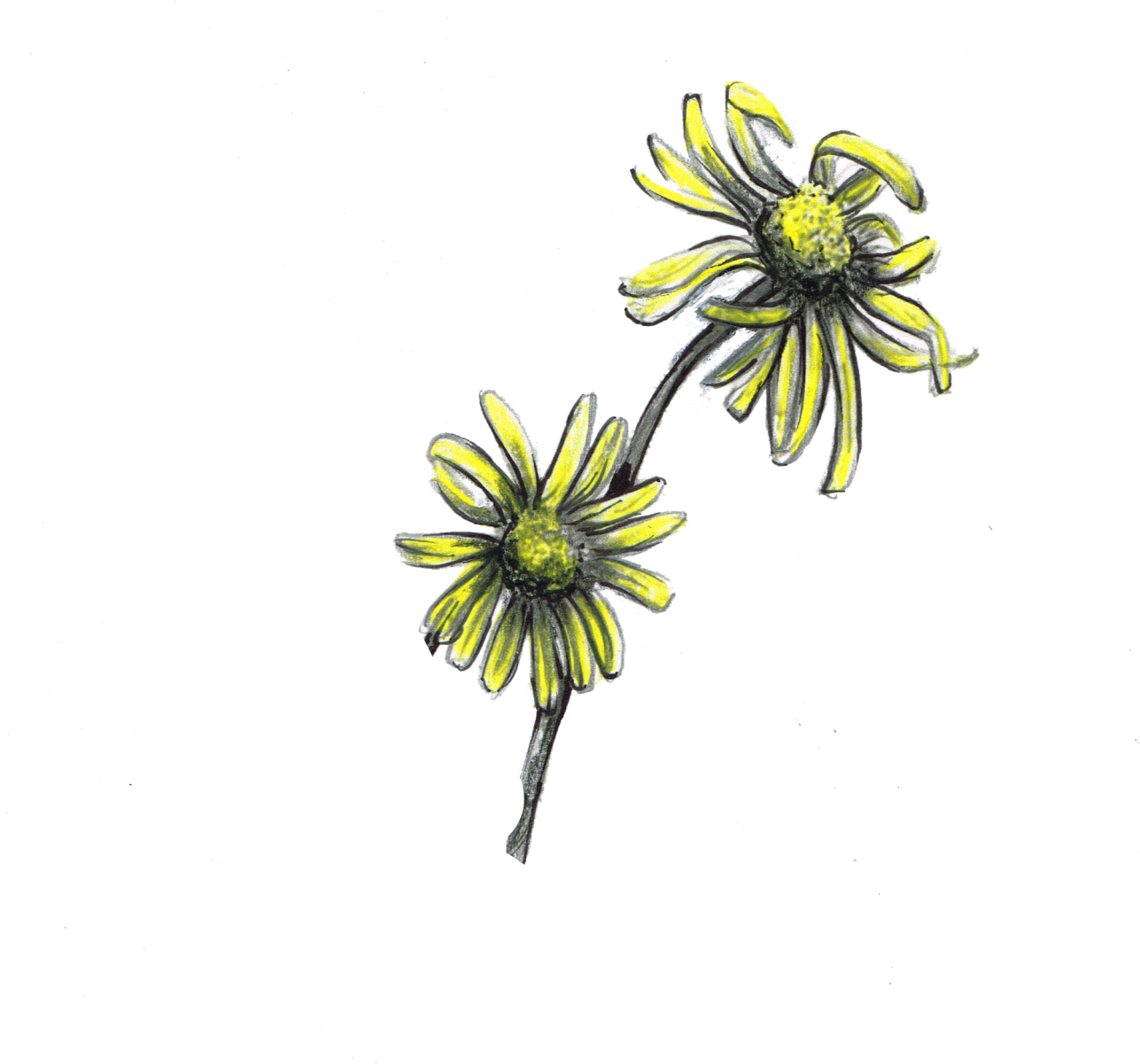 Blume Gelb 2