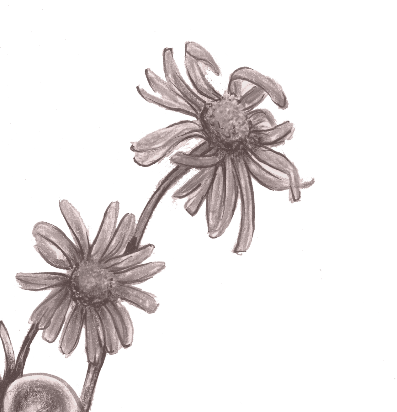 Blume Sepia 2
