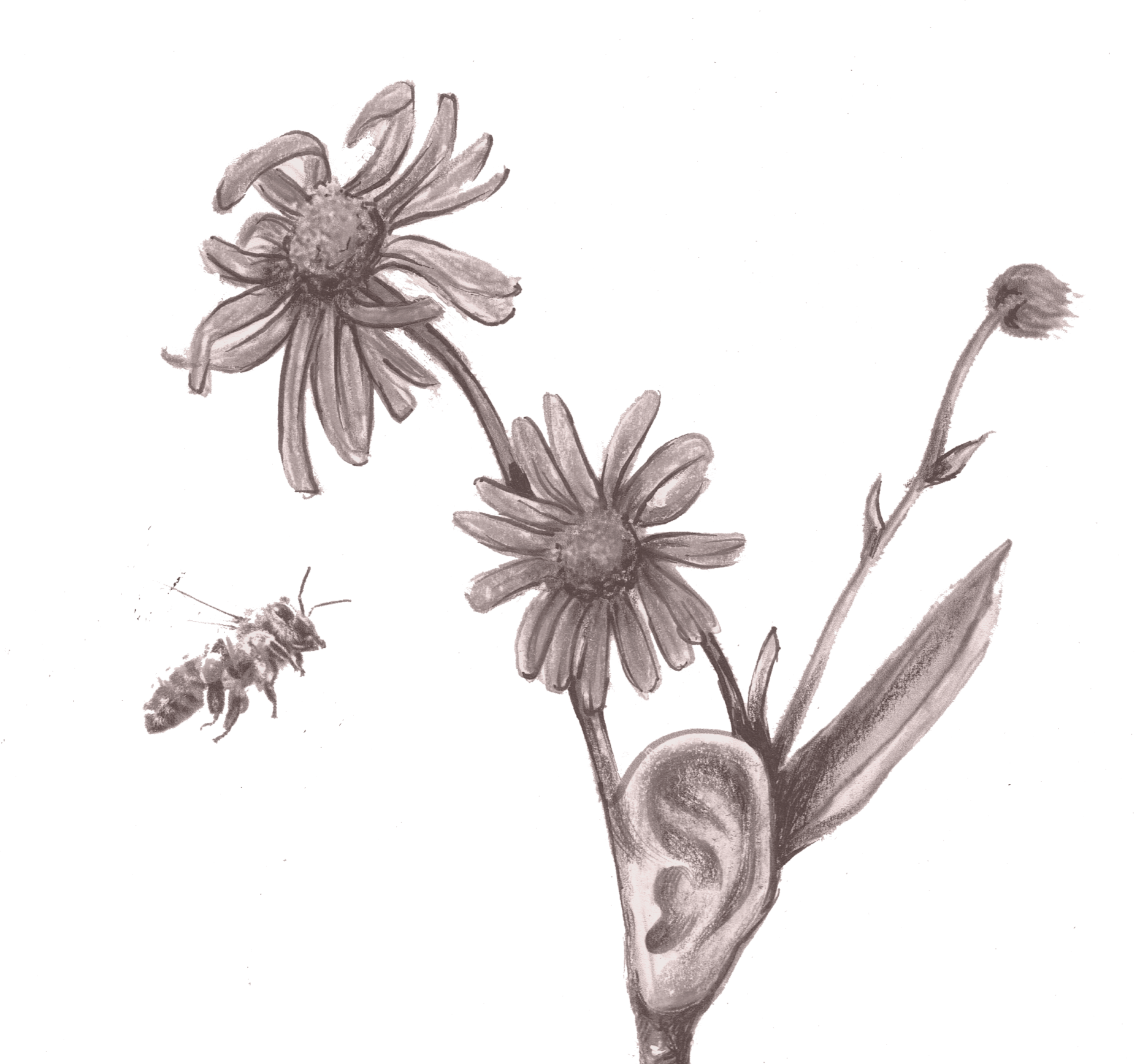 Blume Sepia