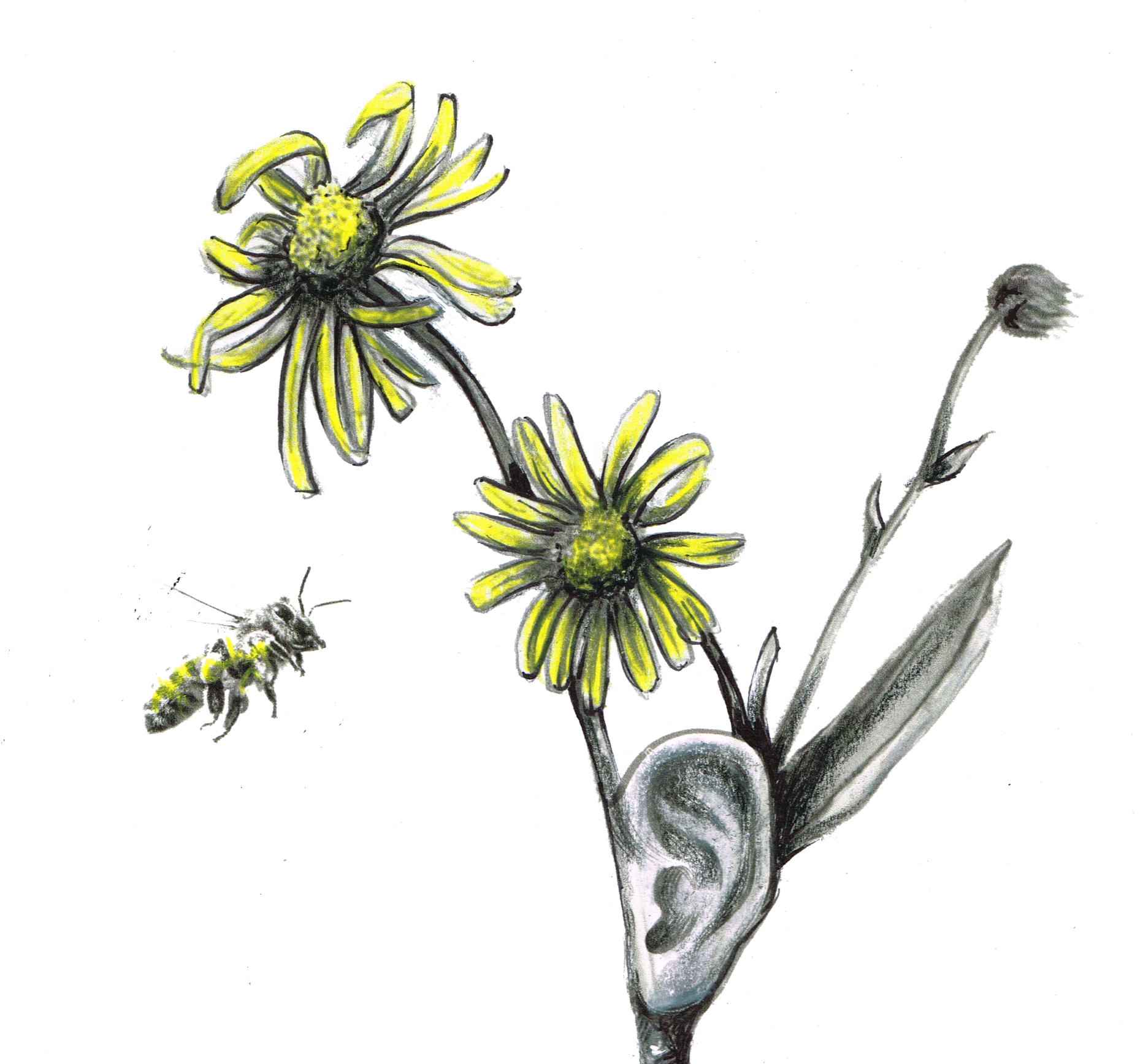 Blume